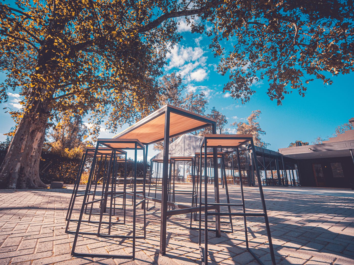 Recepción al aire libre bajo los plátanos del parque