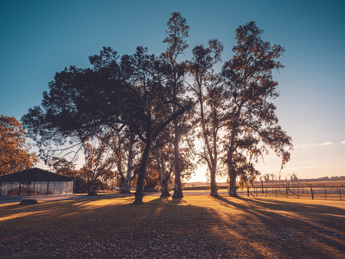La arboleda del parque al atardecer